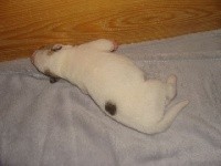 CHIOT