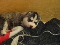 CHIOT