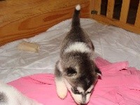 CHIOT