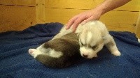 CHIOT